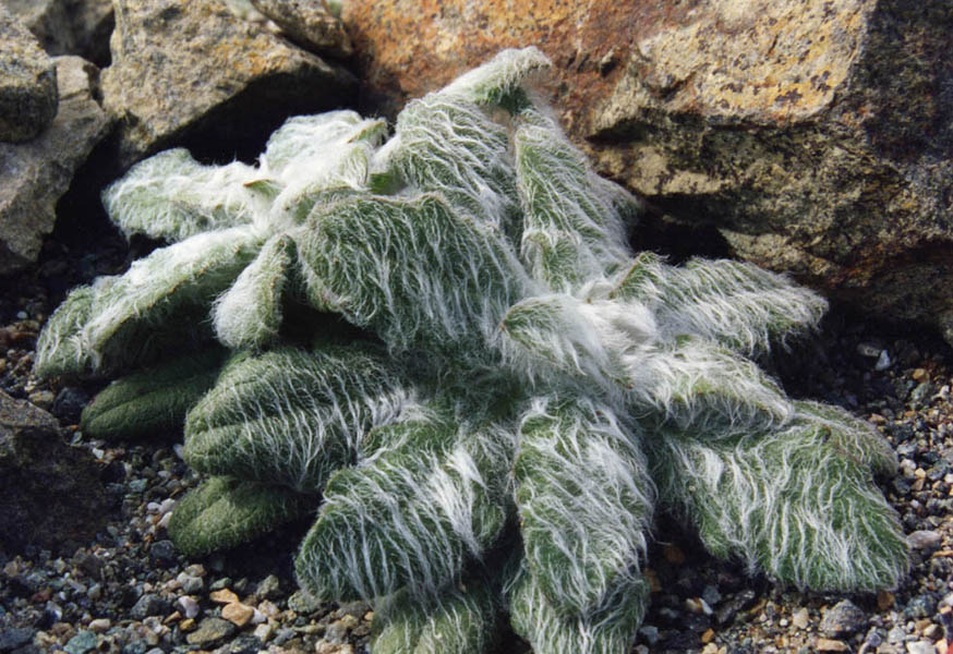 Hieracium eriophorum photo